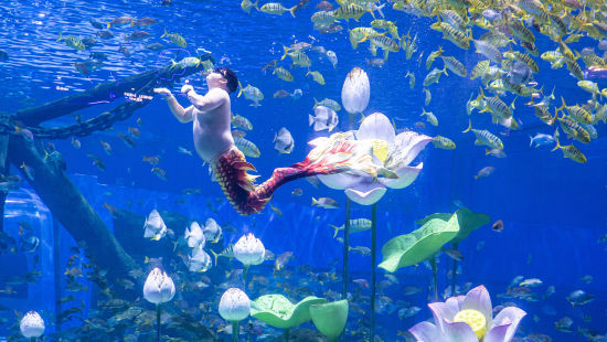 坐拥20亿流量的胖人鱼“猪鲤”首次登陆重庆！亮相重庆融创海世界开启首演(图1)